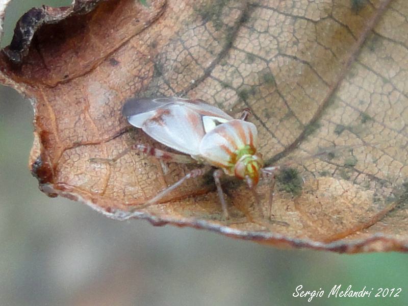 Miridae: Lygus pratensis della Romagna (RA)